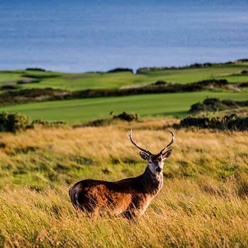 young red stag